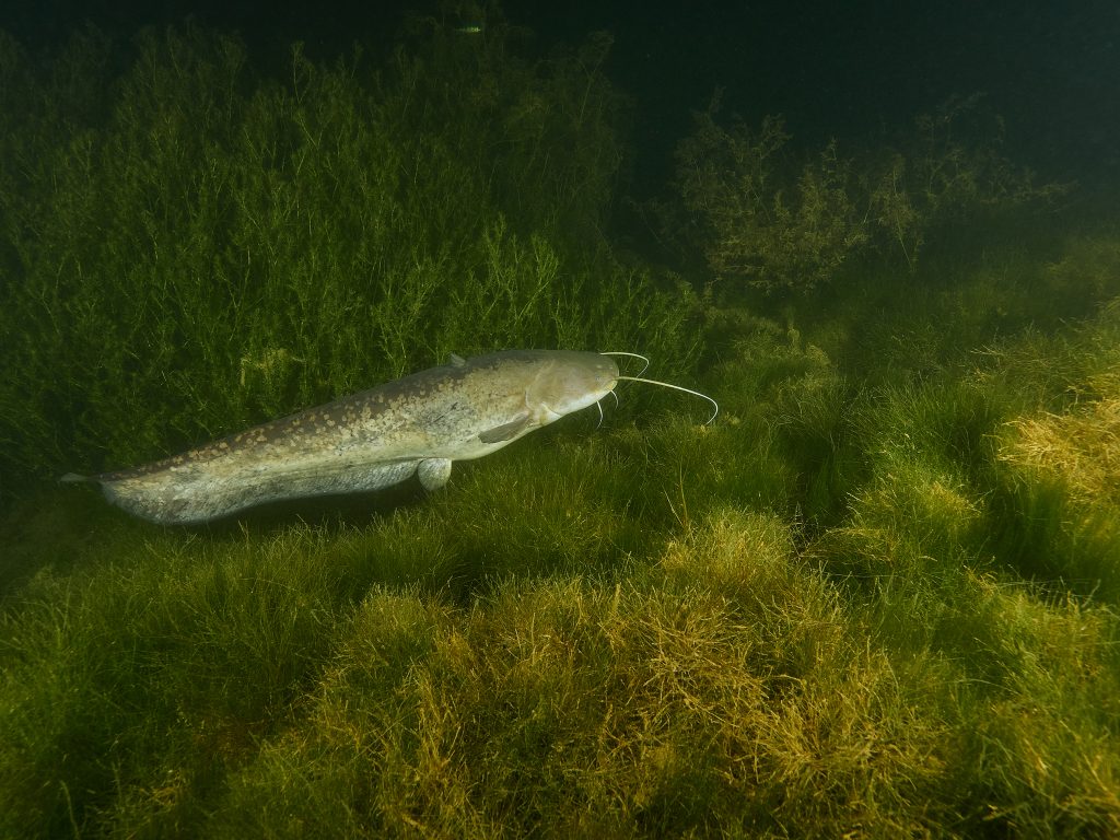 Milada freediving diving night silurus glanis esox