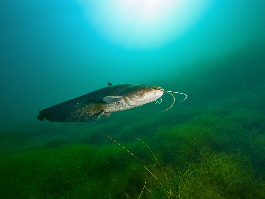 Freediving jezero most silirus glanis safari diving