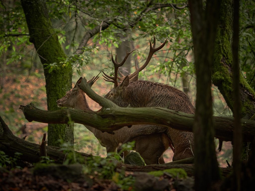 jelení říje jelen evropský lesní Cervus elaphus