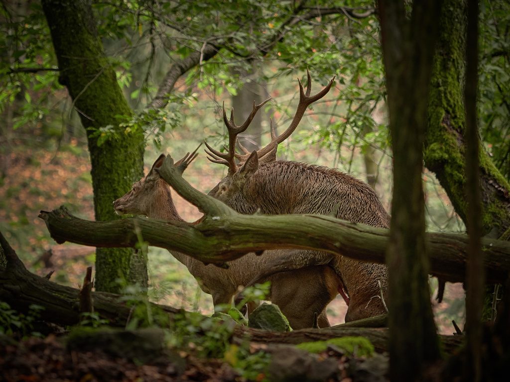 jelen evropský lesní cervus elaphus