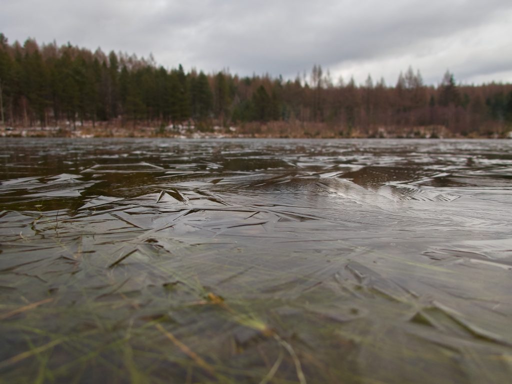 Liščí rybník / Hrádecký rybník