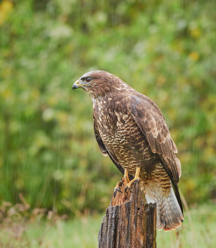 Kane lesni buteo buteo