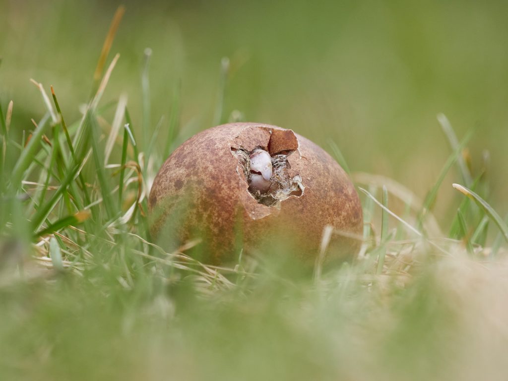 Falco peregrinus