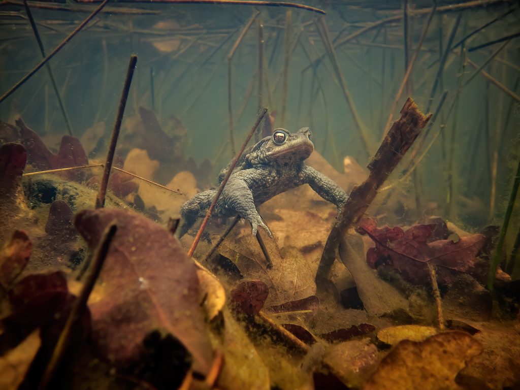 Bufo bufo Ropucha libouchecké rybníčky