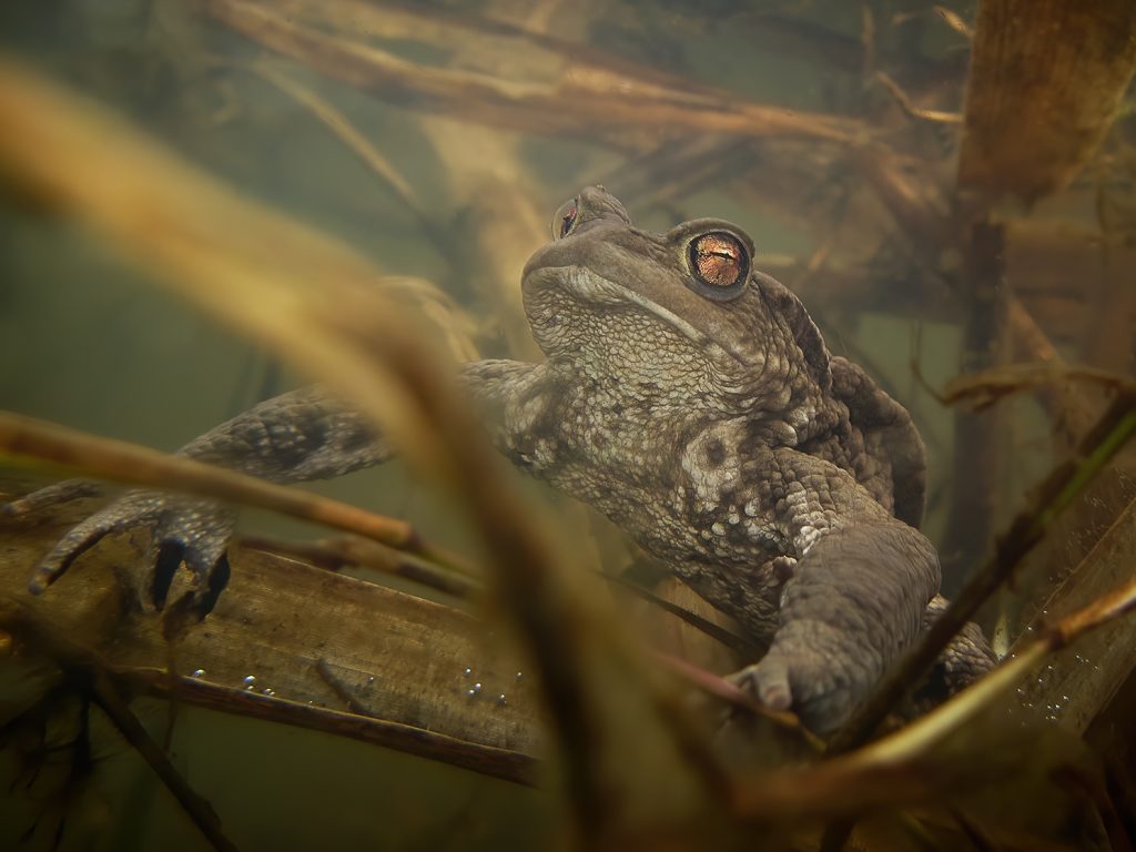 Bufo bufo Ropucha libouchecké rybníčky