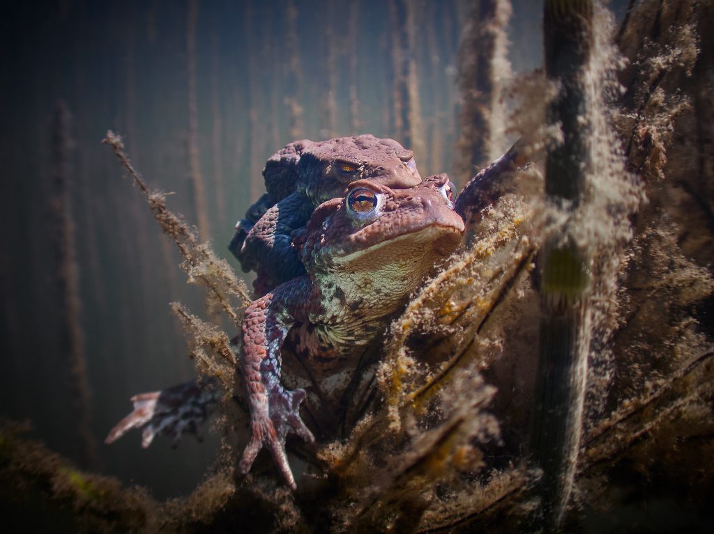 Bufo bufo ropucha páření