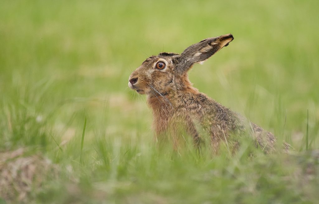 Lepus europaeus