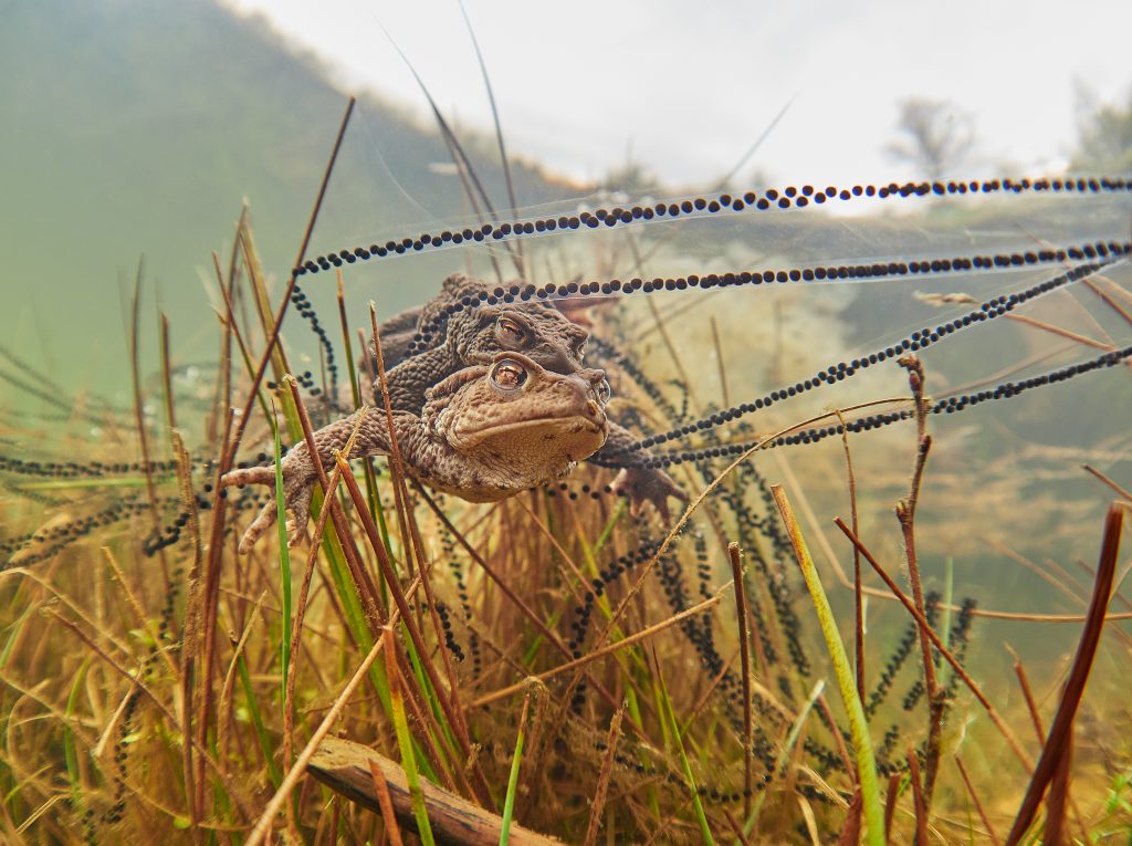 Bufo Bufo 