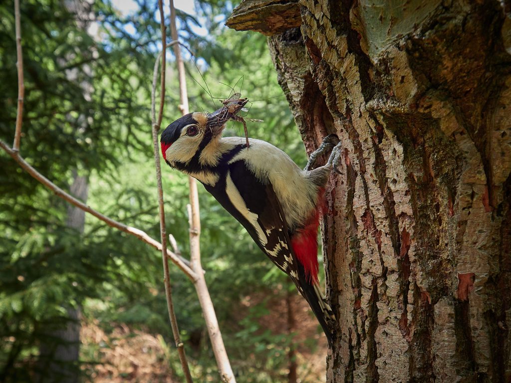 Dendrocopos major Strakapoud velký