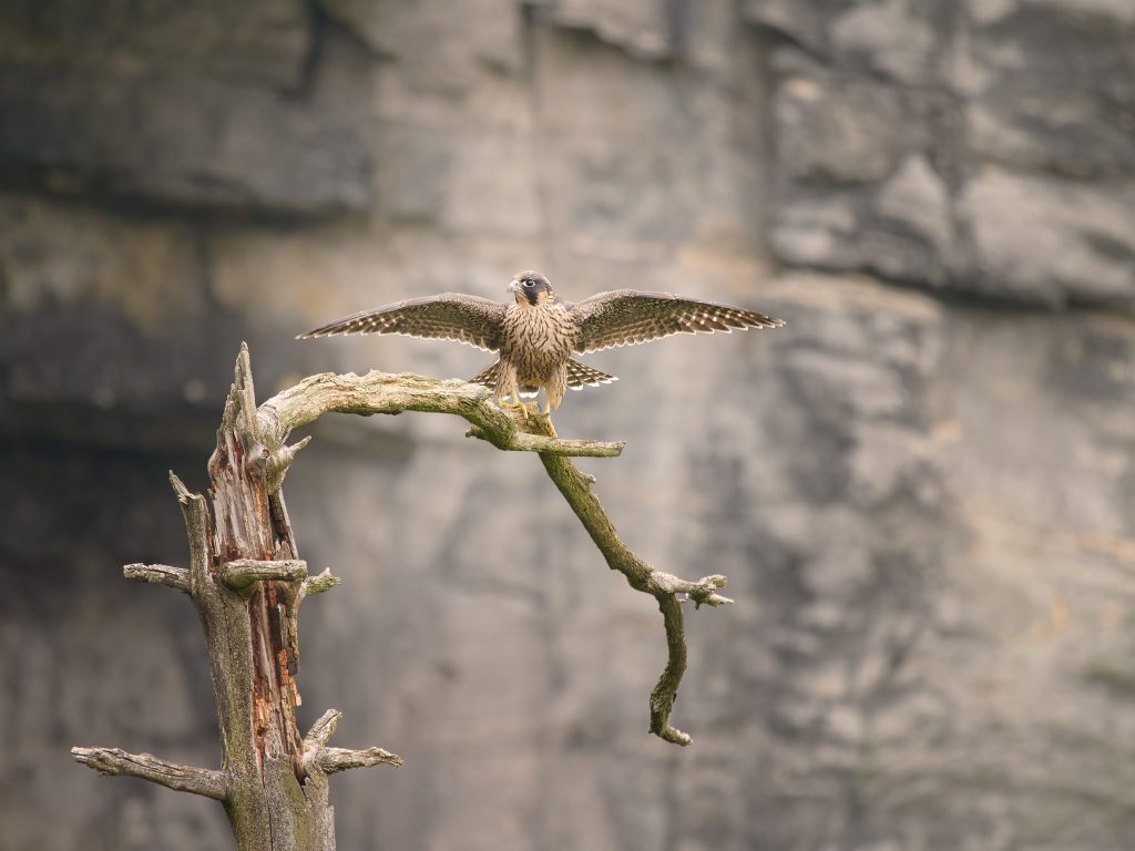 Falco peregrinus