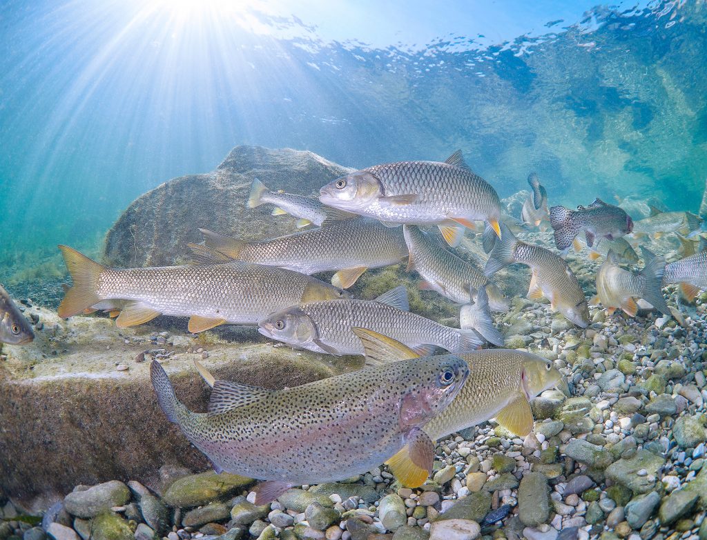 Austria freediving river freshwater 