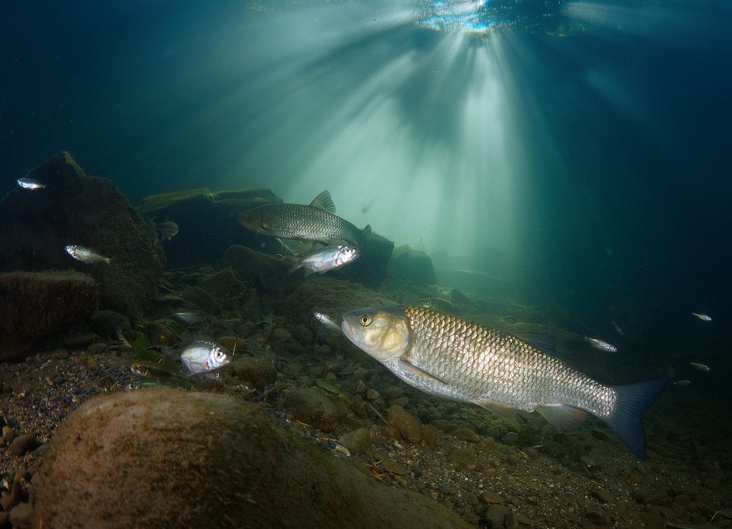 Austira freediving river freshwater 