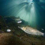 Austira freediving river freshwater