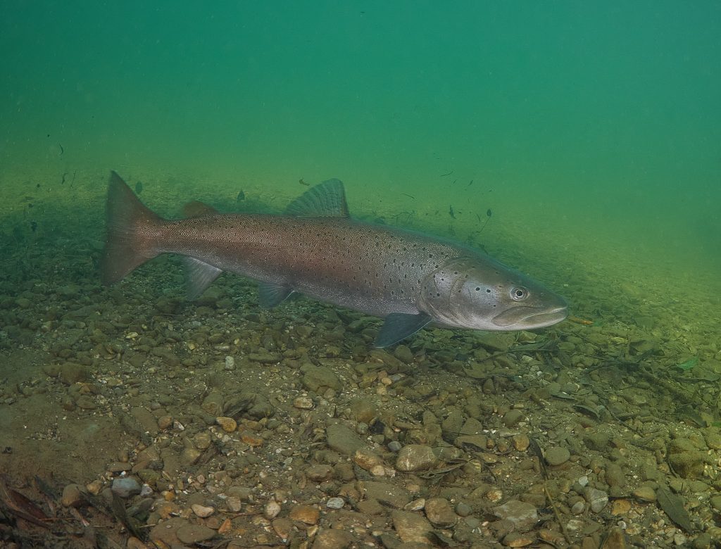 Austria freediving river safari