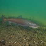 Austria freediving river safari