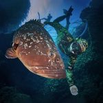 Illes Medes freediving grouper