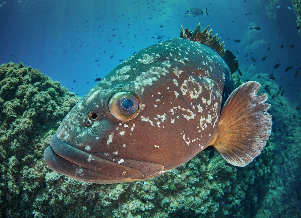 illes medes freediving grouper