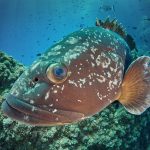 illes medes freediving grouper