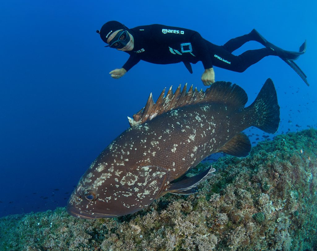 Illes Medes freediving grouper