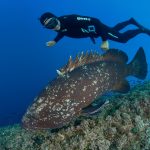Illes Medes freediving grouper