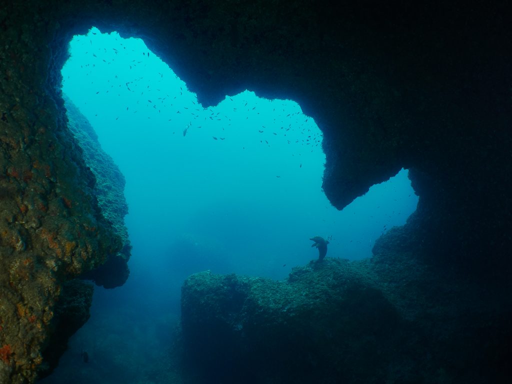 Illes Medes cave freediving dofi