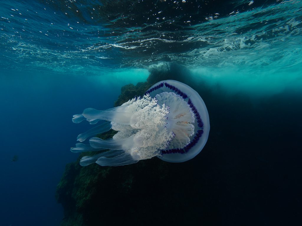 Illes Medes freediving