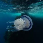 Illes Medes freediving