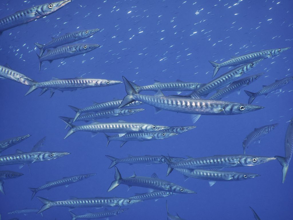 Illes Medes freediving