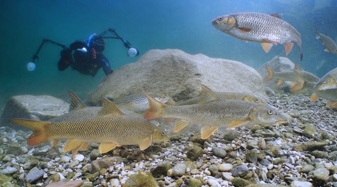 Freediving river austria freshwater