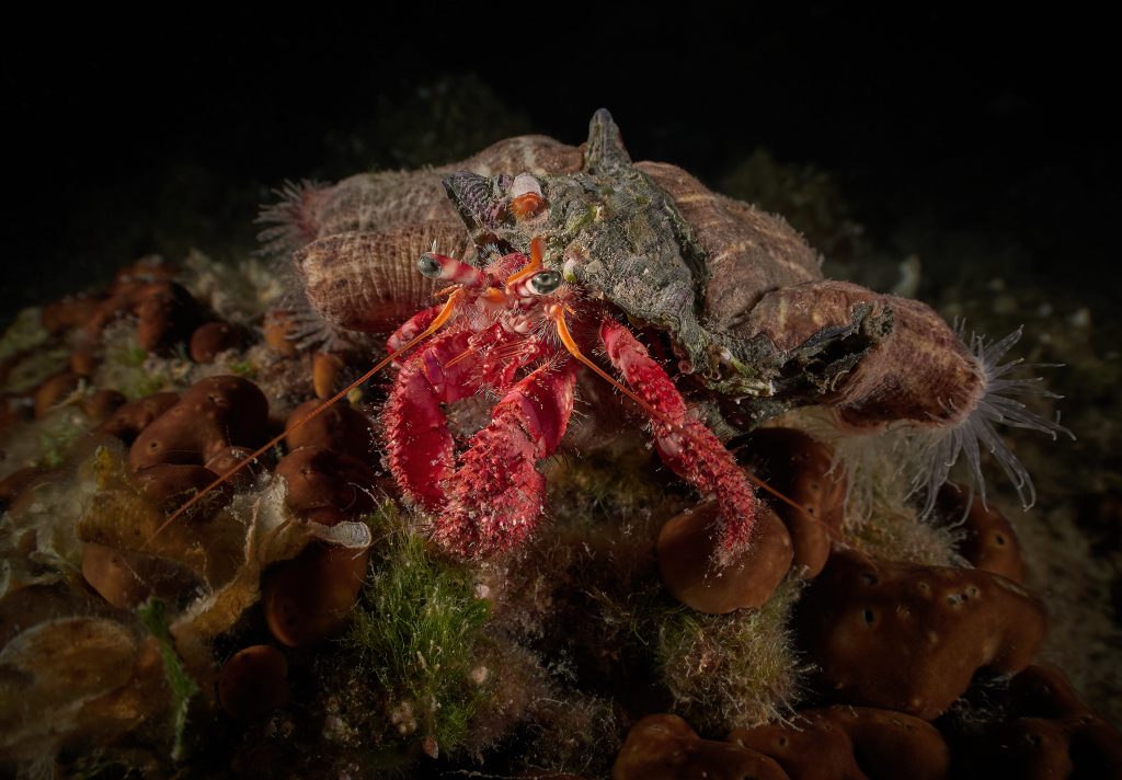 Dardanus calidus @ Telaščica/Croatia (FY2021) 