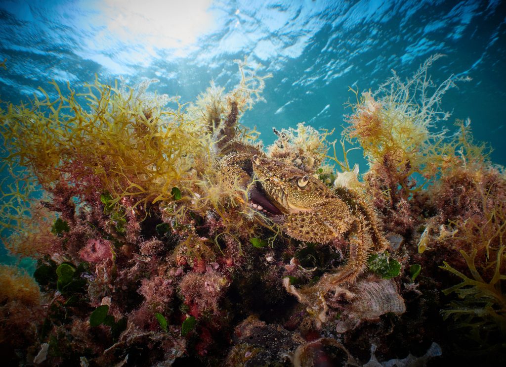 Eriphia verrucosa @ Gangaro/Croatia (FY2021) 