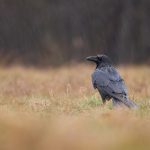 Corvus corax