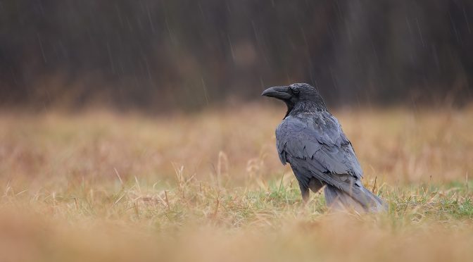 Corvus corax – blíží se hnízdění 2022