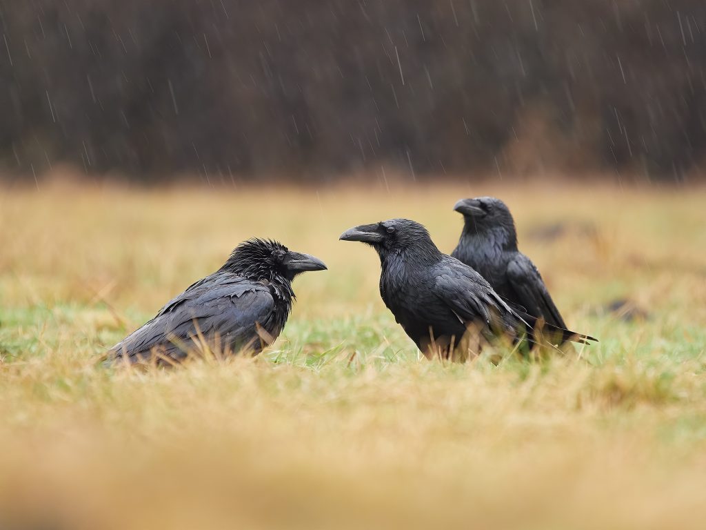 Corvus corax krkavec velký