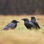 Corvus corax krkavec velký