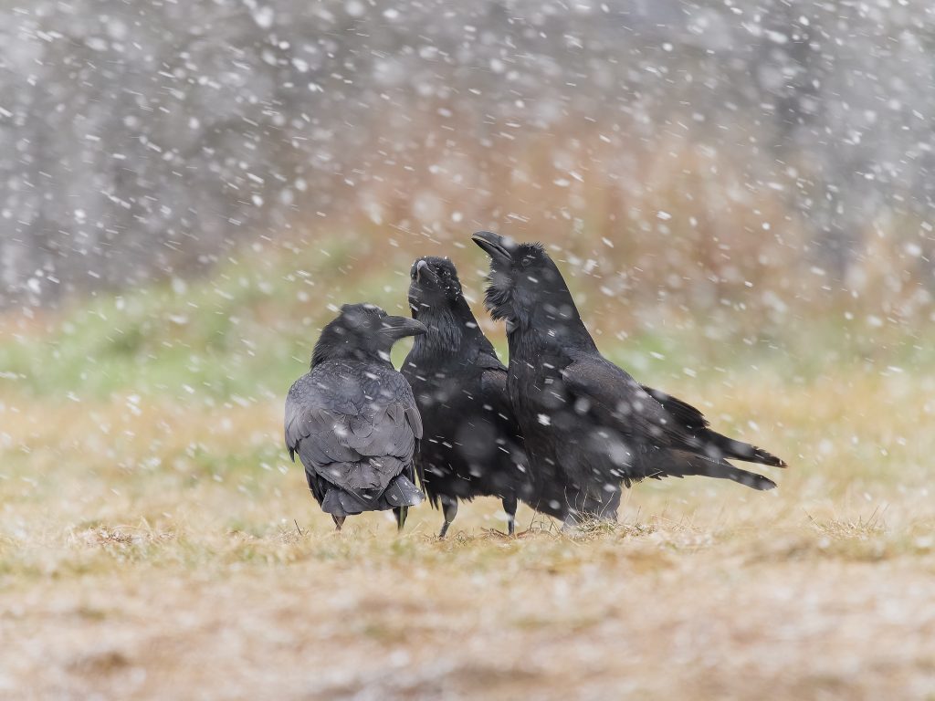 Corvus corax krkavec velký