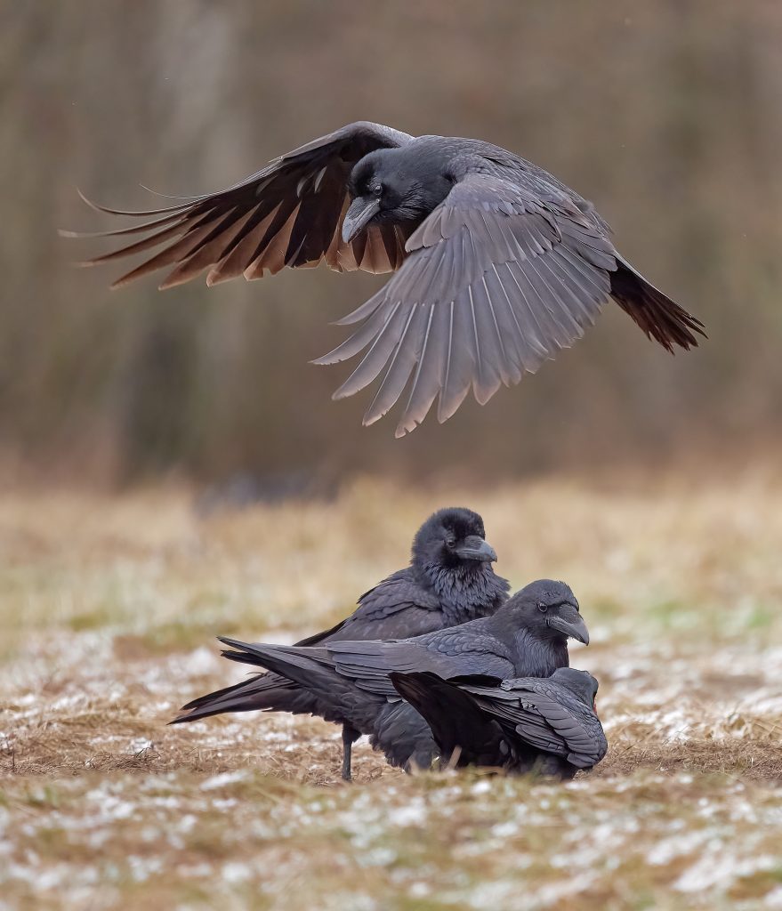 Corvus corax krkavec velký