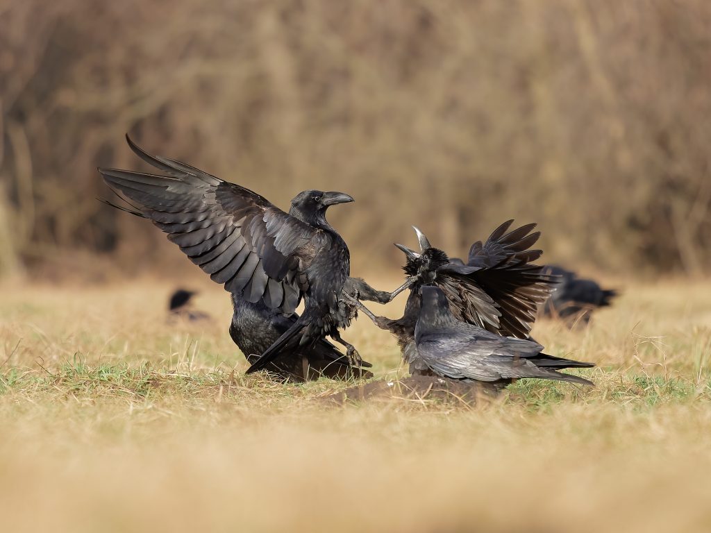 Corvus corax krkavec velký