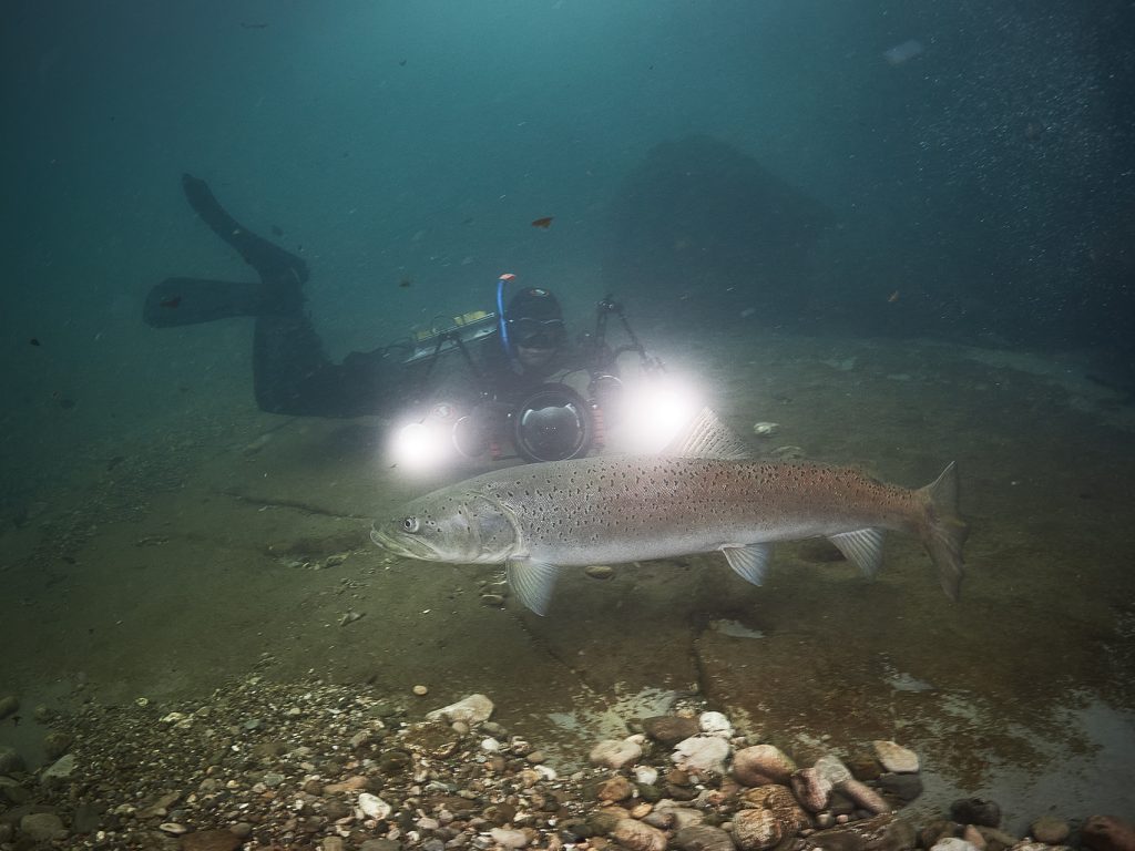 Hucho hucho freediving hlavatka