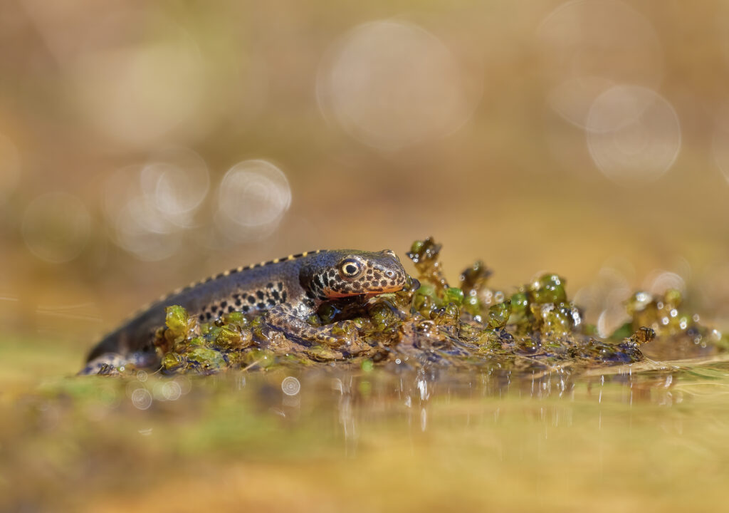 Mesotriton alpestris Čolek horský