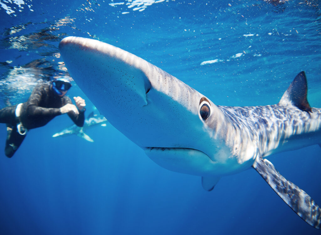 Blue shark Cabo San Lucas Freediving Prionace glauca Mexico