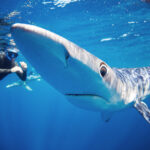 Blue shark Cabo San Lucas Freediving Prionace glauca Mexico
