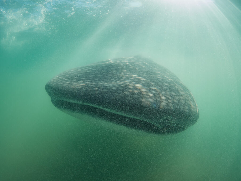 Whale shark Rhincodon typus @ Mexico / La Paz velrybí žralok freediving