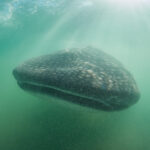 Whale shark Rhincodon typus @ Mexico / La Paz velrybí žralok freediving