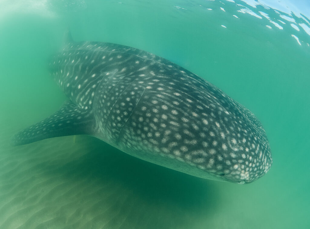 Whale shark Rhincodon typus @ Mexico / La Paz velrybí žralok freediving