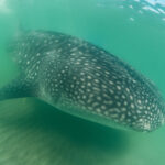 Whale shark Rhincodon typus @ Mexico / La Paz velrybí žralok freediving