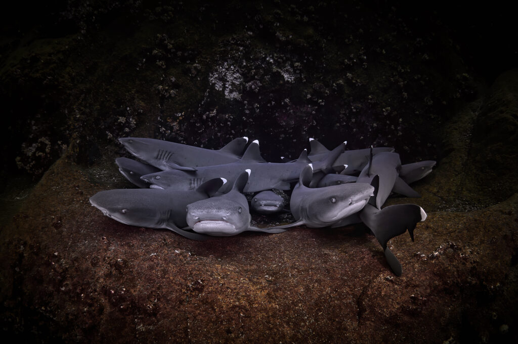 6.4. 2022 – Roca Partida: Whitetip Reef Sharks (Triaenodon obesus) @ Mexico / Revillagigedo Archipelago: Roca Partida freediving