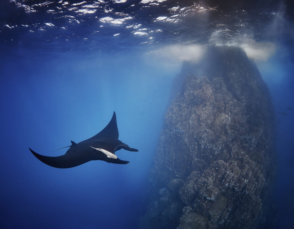 The Giant/Oceanic Manta - Mobula birostris @ Mexico / Revillagigedo Archipelago: Roca Partida freediving