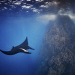 The Giant/Oceanic Manta - Mobula birostris @ Mexico / Revillagigedo Archipelago: Roca Partida freediving