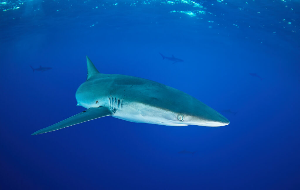 Carcharhinus falciformis @ Mexico / Revillagigedo Archipelago: Roca Partida Silky shark žralok hedvábný freediving